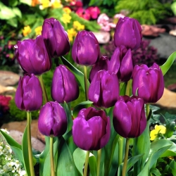 Tulipán fialový - veľké balenie - 50 ks