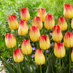 Tulip 'Suncatcher' - embalagem grande - 50 unidades