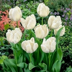 Tulip 'White Parrot' - pacote grande - 50 pcs.