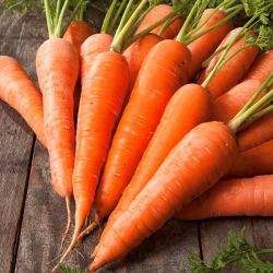 Carrot Dolanka - BENIH TAPE DENGAN PUPUK - 
