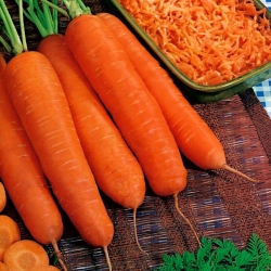 Porkkana "Berlikumer 2 - Perfection" - NANO-GRO - lisää sadon määrää 30% - 