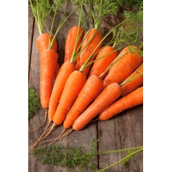 Carrot "Nantaise Polana" - a medium-early variety - COATED SEEDS