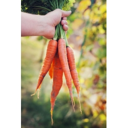 Морков "Berlikumer 2 - Perfection" - NANO-GRO - увеличаване на обема на реколтата с 30% - 
