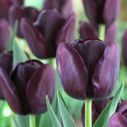Tulip 'Rainha da Noite' - pacote grande - 50 unidades
