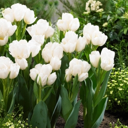 Tulip 'Weisse Berliner' - paquete grande - 50 piezas
