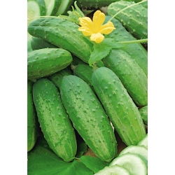 Cucumber "Odys F1" - NANO-GRO - increase harvest volume by 30%