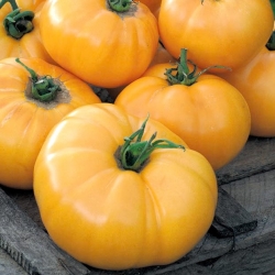 Tomate "Jantar" - NANO-GRO - erhöht das Erntevolumen um 30% - 