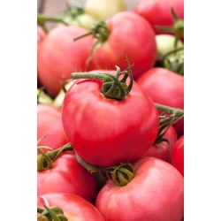Tomaat "Raspberry Rodeo" - NANO-GRO - verhoog het oogstvolume met 30% - 