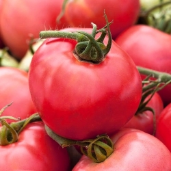 Tomat "Raspberry Rodeo" - NANO-GRO - meningkatkan volume panen sebesar 30% - 