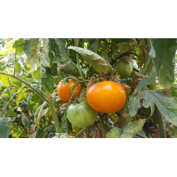 Tomat "Jantar" - NANO-GRO - øk innhøstingsvolumet med 30% - 