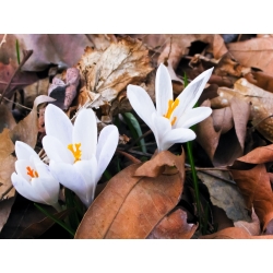 Autumn crocus 'Album' - large package - 10 pcs; meadow saffron, naked lady
