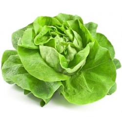 Butterhead lettuce "Queen of May" - NANO-GRO - meningkatkan volume panen sebesar 30% - 