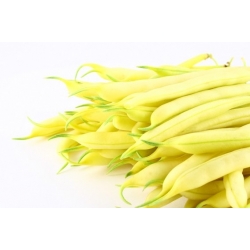 Yellow Dwarf Bean "Golden Saxa" - NANO-GRO - increase harvest volume by 30%