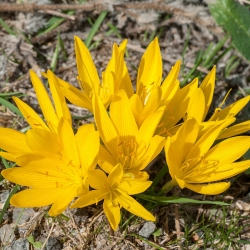 Vinterpåsklilja - XXXL-paket! - 50 st; höst påsklilja, fall påsklilja, lilja av fältet, gul höstkrokus - 