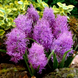 Feather grape hyacinth - Muscari comosum Plumosum - XXXL package! - 250 pcs