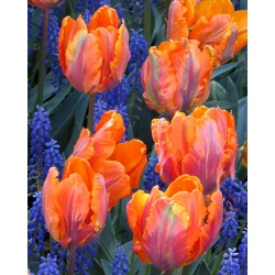 Tulipan 'Prinses Irene Parrot' - veliko pakiranje - 50 kom