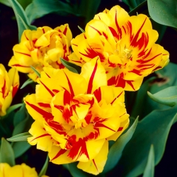 Tulipe 'Monsella' - grand paquet - 50 pcs