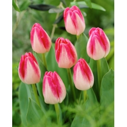 Tulip 'Page Polka' - paquete grande - 50 piezas