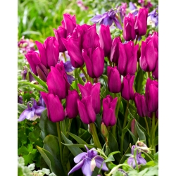 Tulip 'Purple Bouquet' - large package - 50 pcs