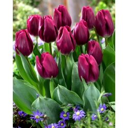 Tulipan 'Recreado' - velika embalaža - 50 kosov