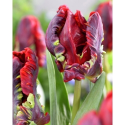 Tulipan 'Rococo' - stor pakke - 50 stk