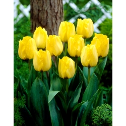 Tulipan 'Royal Elegance' - velika embalaža - 50 kosov