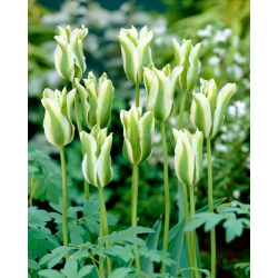 Tulipán 'Spring Green' - XXXL csomag! - 250 db.