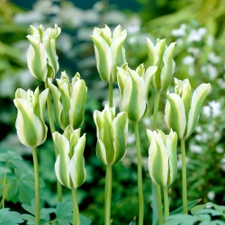 Tulip 'Spring Green' - iso pakkaus - 50 kpl - 