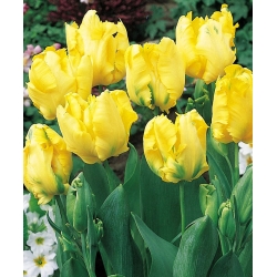 Parrot tulip 'Texas Gold' - large package - 50 pcs