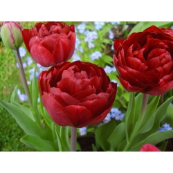 Tulipe 'Uncle Tom' - grand paquet - 50 pcs