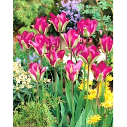 Tulipan 'Violet Bird' - stor pakke - 50 stk