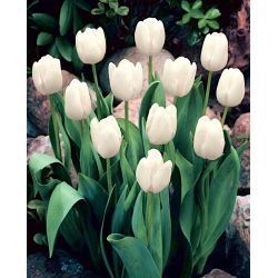 Tulip 'White Dream' - pacote grande - 50 unidades