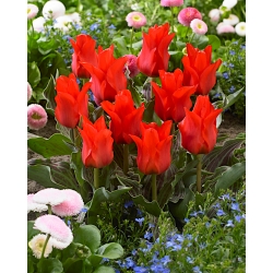 Tulipán „Červená čiapočka“ - veľké balenie - 50 ks