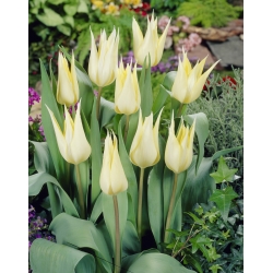 Tulip 'Sapporo' - large package - 50 pcs