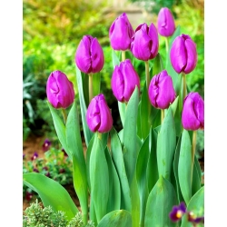 Tulip 'Negrete' - paquete grande - 50 piezas