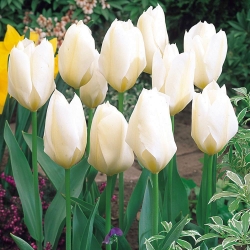Lalea cu creștere redusă - „Purissima albă” - pachet mare - 50 buc.