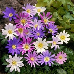 Balkan anemone - mix barevných odrůd - balíček XXXL! - 400 ks; Řecký květ, zimní květ - 