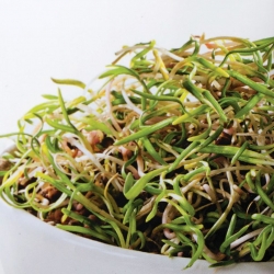 Проращивание семян маленьким ростком - шпинат - 
