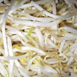 Sprouting seeds with a large sprouter - Golden Mung bean