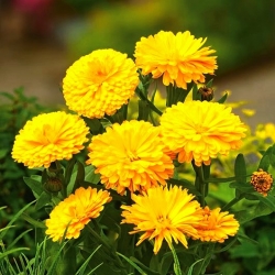 Cüce saksı kadife çiçeği - sarı; kızılcıklar, ortak kadife çiçeği, İskoç kadife çiçeği - 