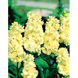Stock comune Excelsior - giallo chiaro; Stock Brompton, brodo canuto, brodo da dieci settimane, gilly-flower - 