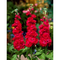 Stock común Excelsior rojo cereza y violeta brezo; Stock de brompton, stock canoso, stock de diez semanas, flor de gilly - 