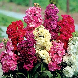Varsovia común - mezcla de variedades con hojas brillantes; Stock de brompton, stock canoso, stock de diez semanas, flor de gilly - 