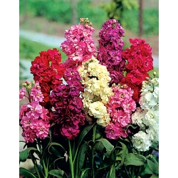 Common stock Varsovia - mix of varieties with glossy leaves; Brompton stock, hoary stock, ten-week stock, gilly-flower