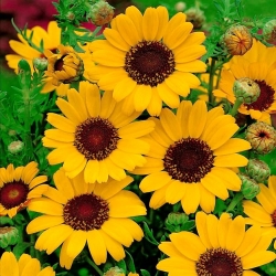 Marigold jagung - kuning dengan mata hitam; daisy jagung - 