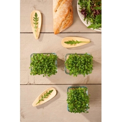 Microgreens - rúcula, rúcula - hojas jóvenes de sabor único - 1 kg - 