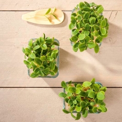 Microgreens - slnečnica - mladé listy jedinečnej chuti - 250 gramov - 