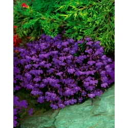 Purple edging lobelia; garden lobelia