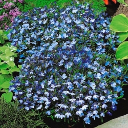 Svetlo modré lemovanie lobelia; záhradná lobelia - 