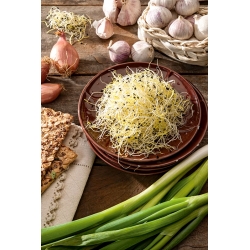 Sprouting seeds - Chives